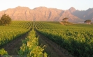 MAIN PIC Kleine Zalze Stellenbosch Mountain Vineyards