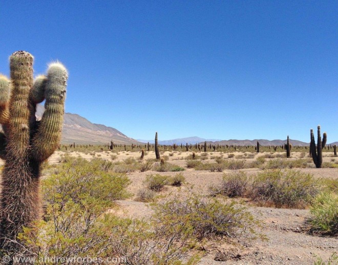 .Argentina National Cardones Cactus Park Salta