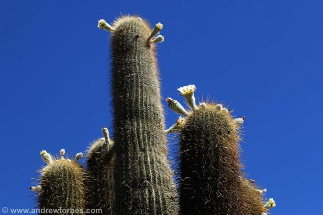 cactus flowers argentina