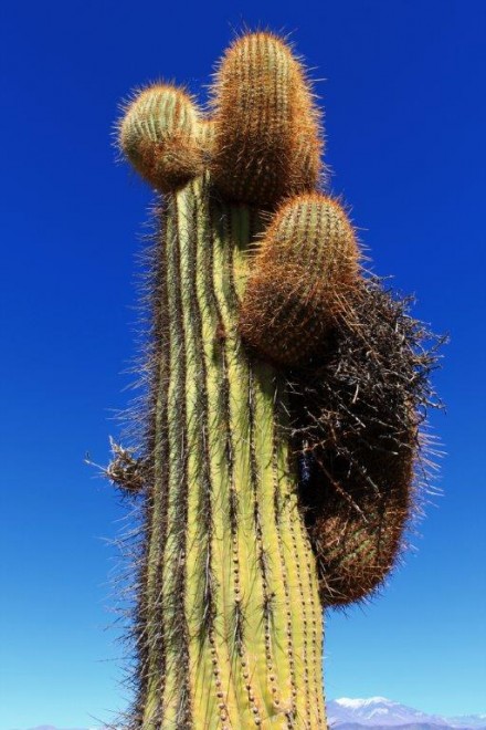 cactus with nest parque nacional los cardones argentina